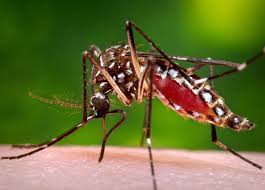 Dengue Season is Here: 10 Essential Tips to Protect Your Family